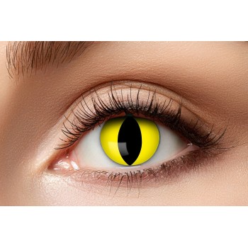 Lentilles chat jaune